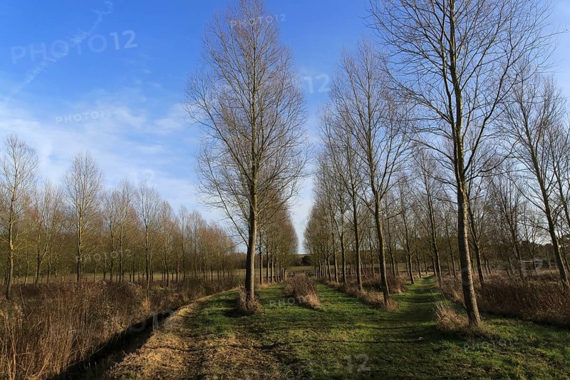 Lines of cricket bat willow tree, Salix alba Caerulea, in winter, Bromeswell, Suffolk, England, UK