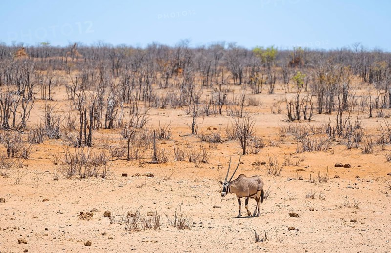 Gemsbok (Oryx gazella) in dry savannah with orange-coloured sand, Etosha National Park, Namibia, Africa