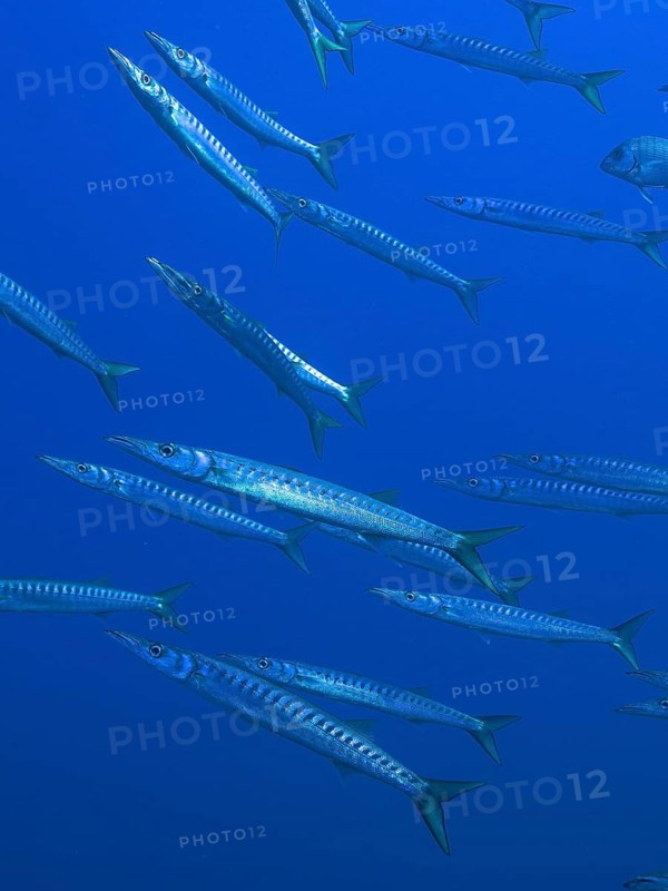 School of fish, group, school of barracuda (Sphyraena sphyraena) in the Mediterranean Sea near Hyères. Dive site Giens Peninsula, Côte d'Azur, France, Europe