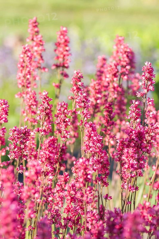 Blooming purple heuchera in the garden