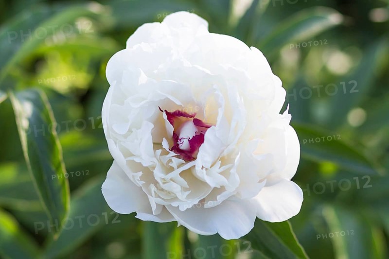 Pink peony flower in a botanical garden