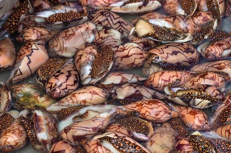 Fresh clams with patterned shells on the market