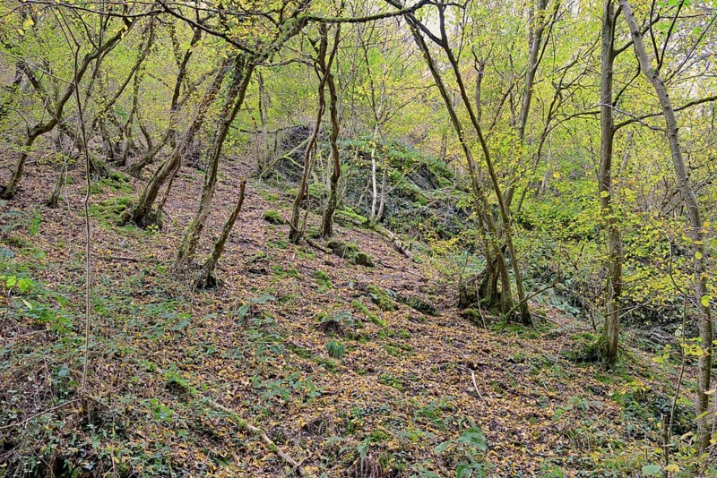 Dortebach valley in autumn, steep slopes, european hornbeams (Carpinus betulus) with a curious growth habit, narrow side valley of the Moselle, Rhineland-Palatinate, Germany Germany