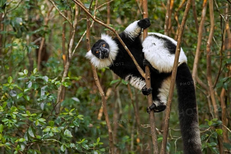 Black-and-white ruffed lemur (Varecia variegata) in tree, Andasibe-Mantadia National Park, Moramanga, Alaotra-Mangoro, Madagascar, Africa