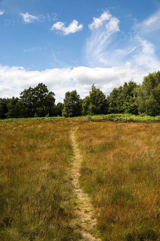 Pathway on Suffolk Sandlings heathland, Sutton, Suffolk, England, UK