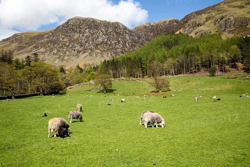 Countryside around Buttermere, Lake District national park, Cumbria, England, UK