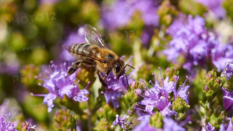 Kallikratis Gorge, bee collecting pollen on bright purple flowers, near Askifou, Sfakia, West Crete, Crete, Greece, Europe