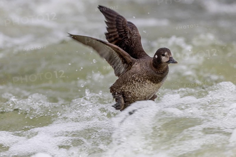 Harlequin duck (Histrionicus histrionicus), female, swimming in the raging river, on take-off. Laxa River, Lake Myvatn, Iceland, Europe