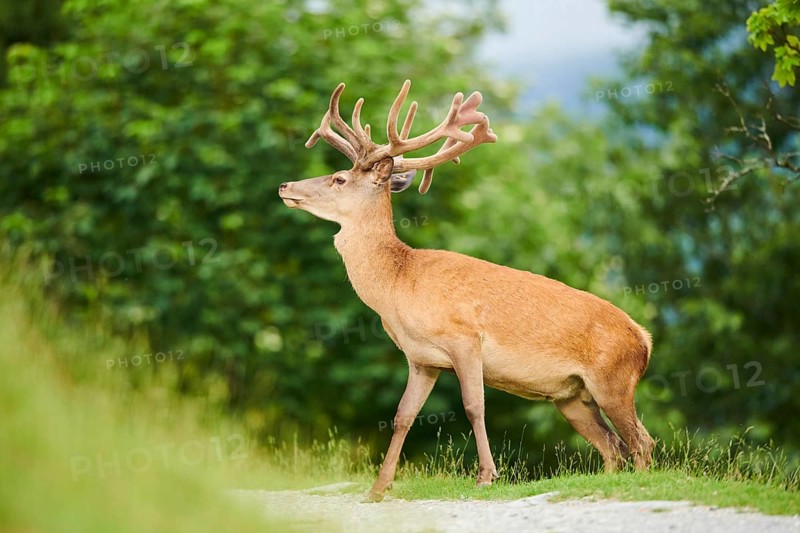 Red deer (Cervus elaphus) stag walking over a trail in the mountains in tirol, Kitzbühel, Wildpark Aurach, Austria, Europe