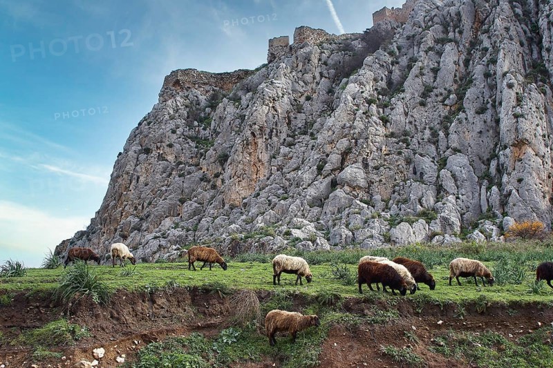 A flock of sheep grazing in a green field under an imposing rock castle, sky exchanged, Archaic Castle, Akrokorinthos, Corinth, Peloponnese, Greece, Europe