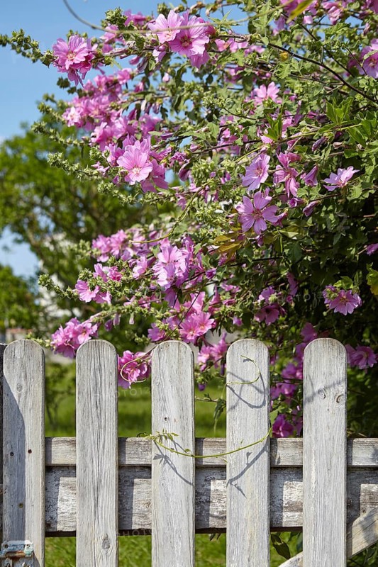 Shrub mallow (Lavatera) at a garden gate in Saint-Palais-sur-Mer, Département Charente-Maritime, Nouvelle-Aquitaine, France, Europe