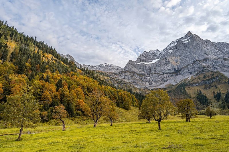 Maple trees with autumn leaves, autumn landscape in Rißtal with Spritzkarspitze, Großer Ahornboden, Engalpe, Eng, municipality of Hinterriß, Karwendel Mountains, Alpenpark Karwendel, Tyrol, Austria, Europe