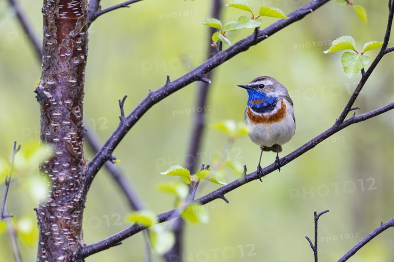 Red-throated Bluethroat or Tundra Bluethroat (Luscinia svecica), adult male sitting on a branch, Varanger, Finnmark, Norway, Europe