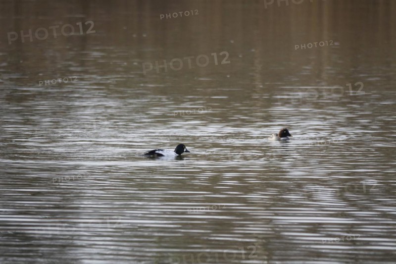 Pair of goldeneyes, March, Lusatia, Saxony, Germany, Europe