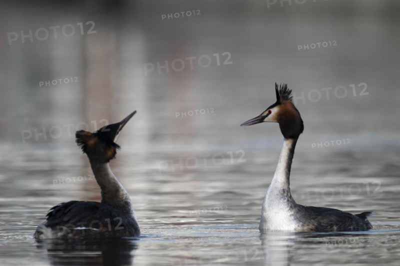 Great Crested Grebe (Podiceps cristatus), pair, courtship, mating dance, swimming on lake, Phoenix Lake, Dortmund, Germany, Europe