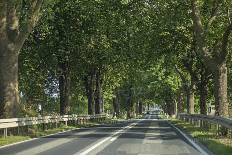 Chestnut avenue (Castanea) on a country road, Mecklenburg-Western Pomerania, Germany, Europe