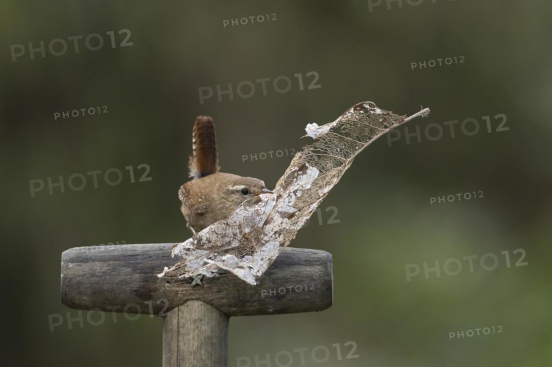 European wren (Troglodytes troglodytes) adult bird on a garden fork handle with nesting material in its beak in spring, England, United Kingdom, Europe
