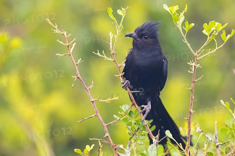 Jacobin cuckoo (Clamator jacobinus), (Oxylophus jacobin), Addo Elephant National Park, Addo, Western Cape, South Africa, Africa