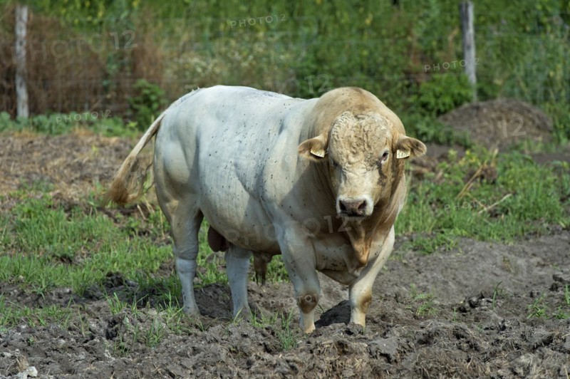 Charolais bull, Charolais cattle, Lászlómajor Meierhof, Sarród, Fertö-Hanság National Park, Hungary, Europe