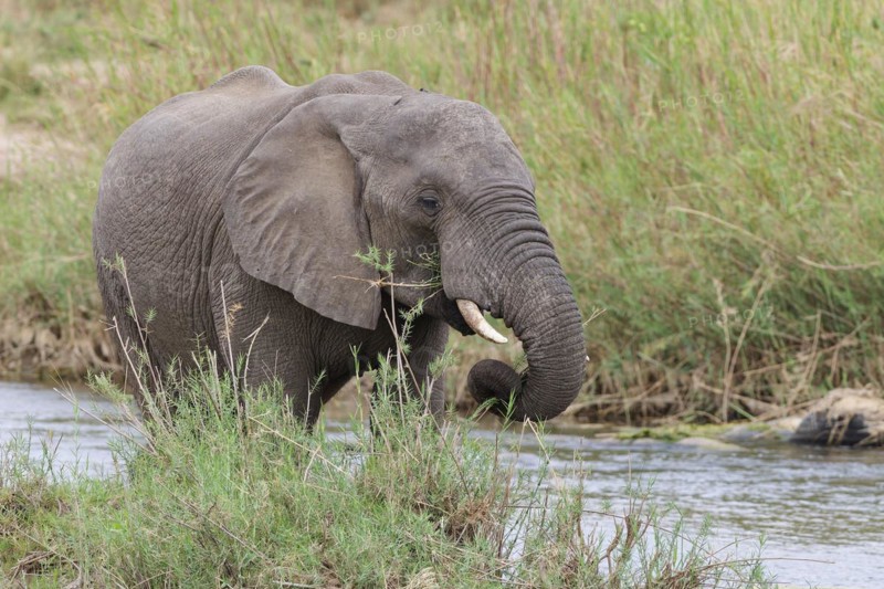African bush elephant (Loxodonta africana), young adult male feeding on reeds in the bed of the Olifants River, Kruger National Park, South Africa, Africa