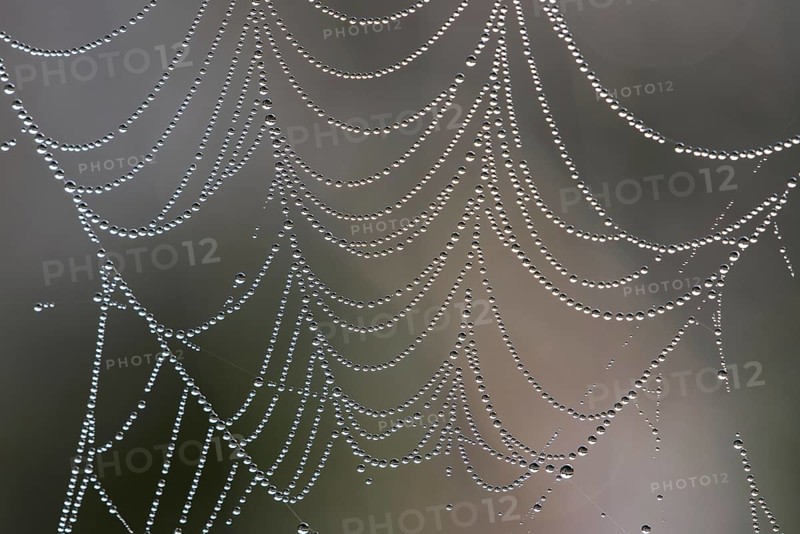 Close up of spider web, spiderweb, spiral orb web covered in dew waterdrops