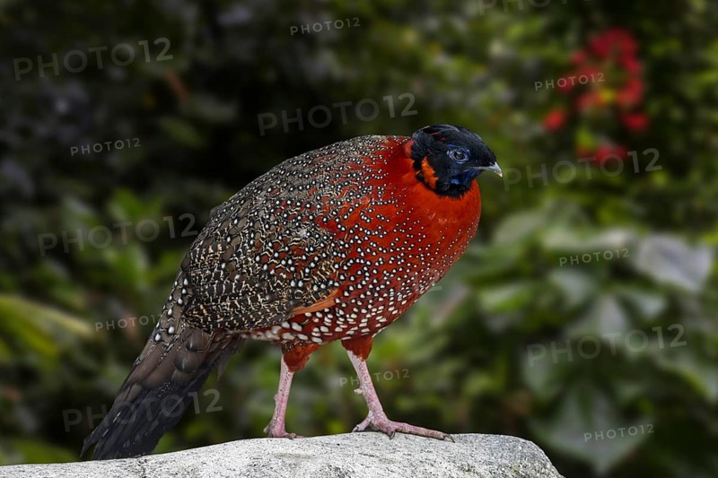 Satyr tragopan, crimson horned pheasant (Tragopan satyra) male in forest, native to the Himalayan reaches of India, Tibet, Nepal and Bhutan