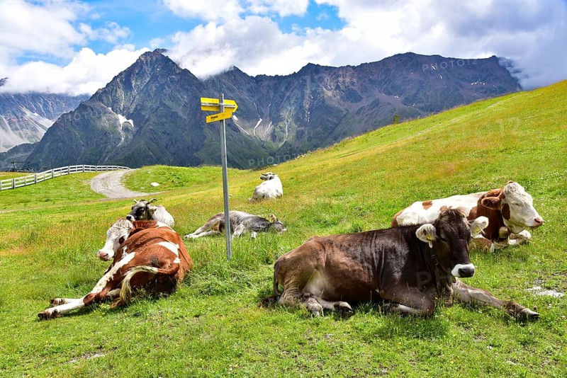 Ruminating cows above the Rifflsee in the Pitztal, Tyrol, Austria, Europe