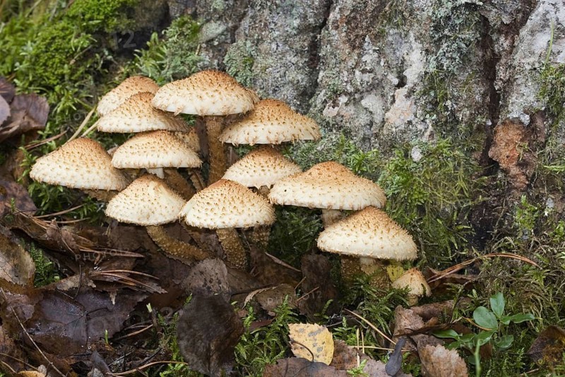 Shaggy scalycap, (Pholiota squarrosa), Conditionally edible mushroom, Mushrooms, Group at the foot of a tree, Masuria, Poland, Masuria, Poland, Europe