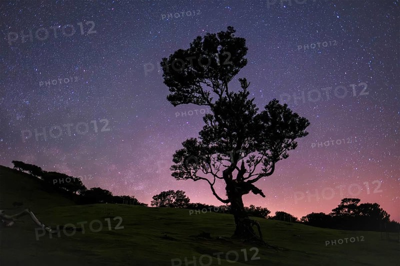Centuries-old til trees in fantastic magical idyllic Fanal Laurisilva forest in night with starry sky. Madeira island, Portugal, Europe