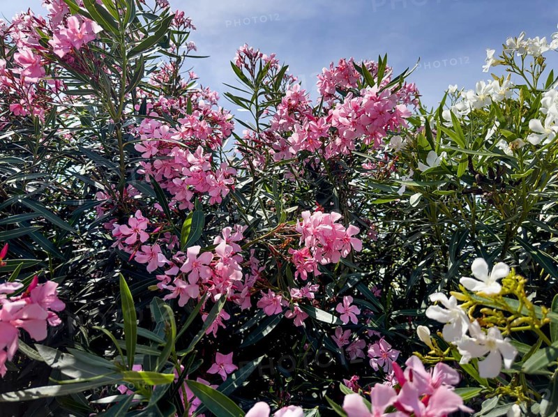 Flowering oleander (Nerium oleander), Italy, Europe
