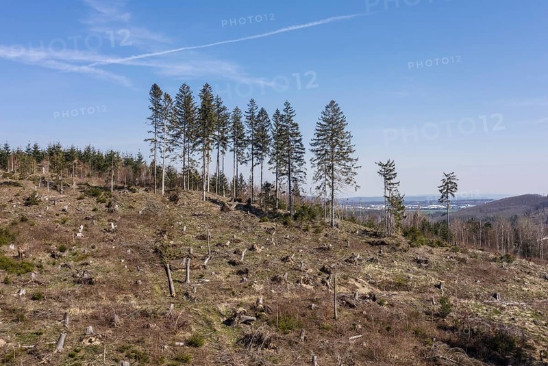 Deforested trees on the banks of the Granetal dam, Langelsheim, 07 04 2023