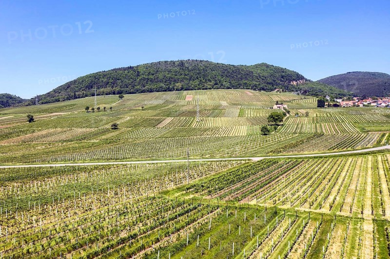 Aerial view of vineyards in the southern wine route, Frankweiler, 25 05 2023