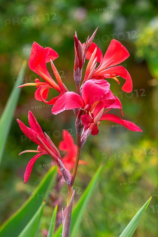 Cannas (Canna), Botanical Garden, Erlangen, Middle Franconia, Bavaria, Germany, Europe