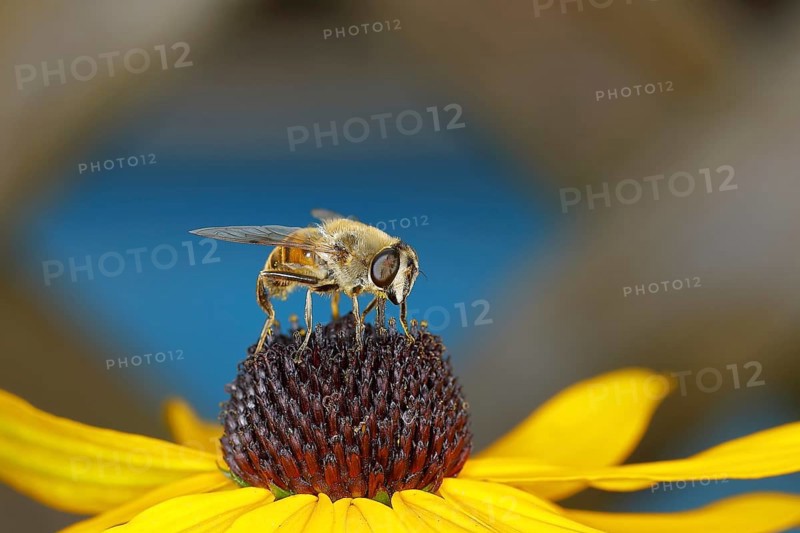 Dronefly (Eristalis tenax) on yellow coneflower (Echinacea paradoxa), Wilden, North Rhine-Westphalia, Germany, Europe