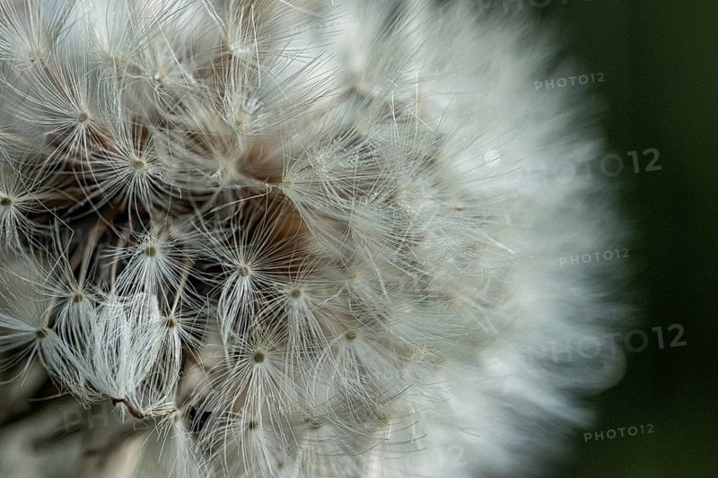 Common dandelion (Taraxacum) in detail, Mindelheim, Bavaria, Germany, Europe