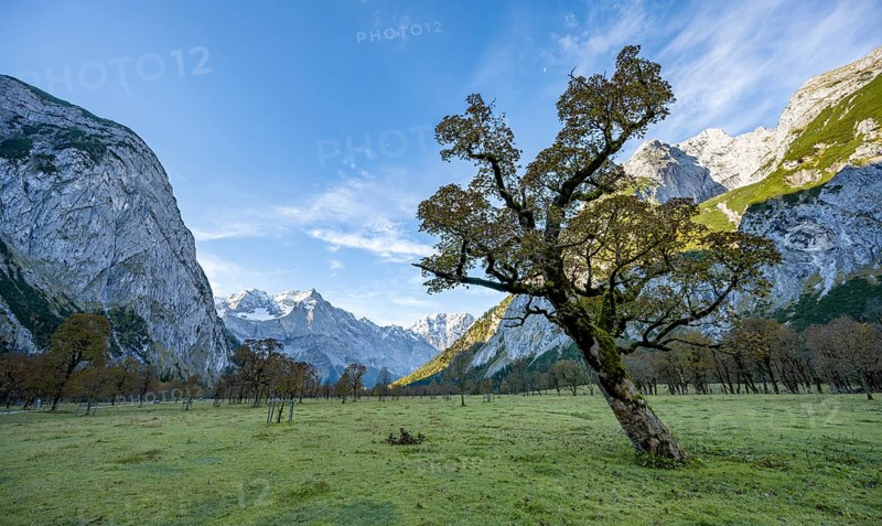 Maple trees with autumn leaves, autumn landscape in Rißtal with Spritzkarspitze, Großer Ahornboden, Engalpe, Eng, municipality of Hinterriß, Karwendel Mountains, Alpenpark Karwendel, Tyrol, Austria, Europe
