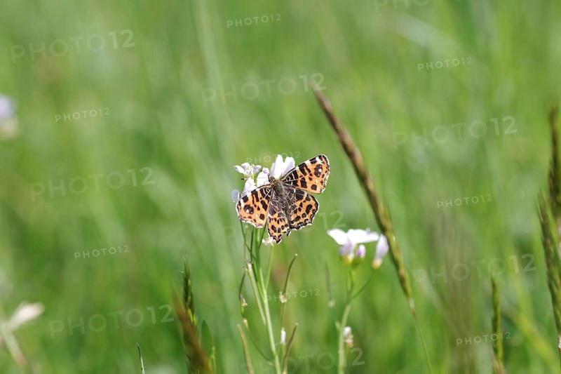 Map butterfly (Araschnia levana), butterfly, spring, meadow, The land carat of the spring generation sits in the meadow with spread wings and sucks nectar from a flower