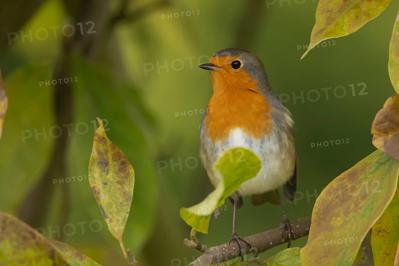 European robin (Erithacus rubecula) adult bird amongst autumnal leaves of a garden Magnolia tree in the autumn, Suffolk, England, United Kingdom, Europe