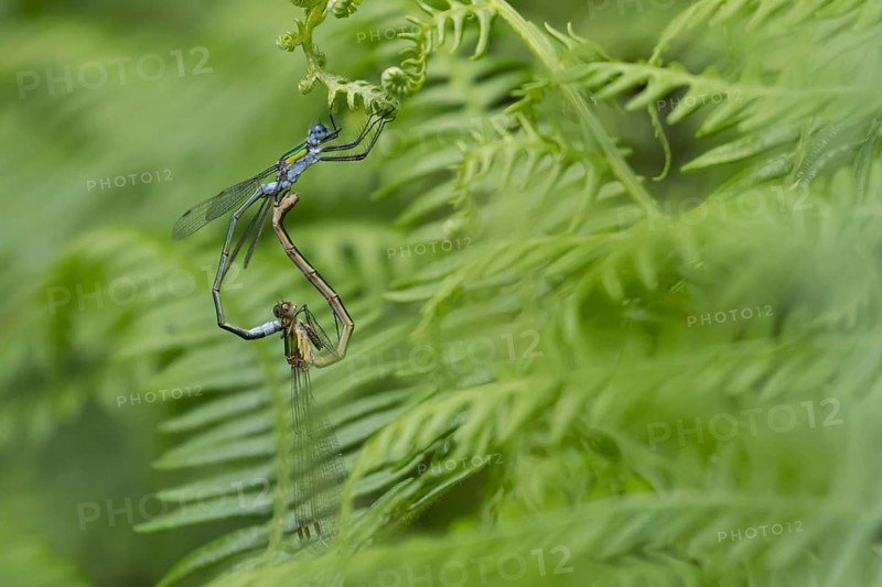 Emerald damselfly (Lestes sponsa) two adult insects mating on a Bracken leaf, Suffolk, England, United Kingdom, Europe