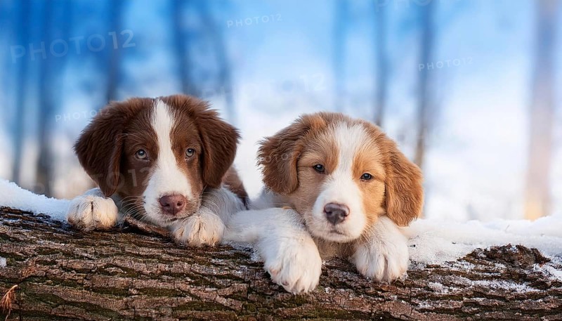 KI generated, dog, dogs, puppy, one, two, three, play, snow, winter, autumn leaves, blue sky, Kromfohrländer, Fox Terrier, (Canis lupus familiaris), German dog breed, rough coat, smooth coat, studio, AI generated