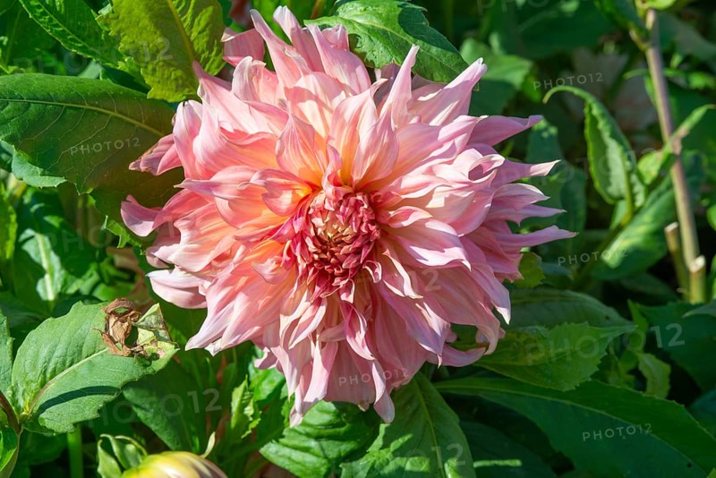 Flowering Dahlias (Dahlia), variety Penhill Watermelon in the Dahlia Farm in Löderup, Ystad municipality, Skåne County, Sweden, Scandinavia, Europe