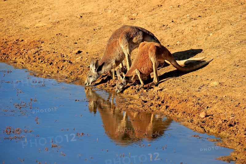 Red kangaroo (Macropus rufus), male, female, pair, drinking at water, waterhole, Sturt National Park, New South Wales, Australia, Oceania