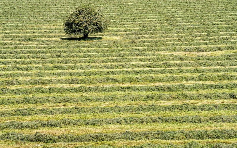 Hay harvest, in a meadow near Duisburg-Baerl, a tractor with a roundabout tedder, a hay tedder, has piled up the cut grass in strips so that it can be picked up later and utilised further, North Rhine-Westphalia, Germany, Europe