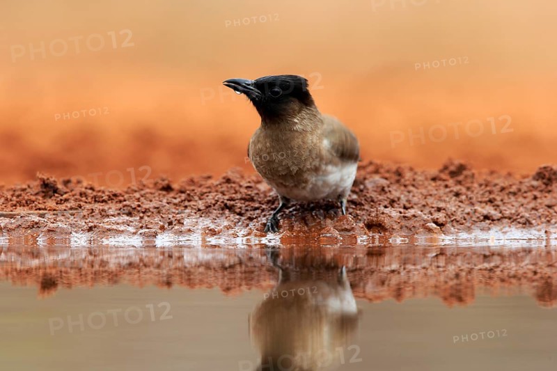 Grey bulbul (Pycnonotus barbatus), adult, at the water, drinking, Kruger National Park, Kruger National Park, Krugerpark, South Africa, Africa