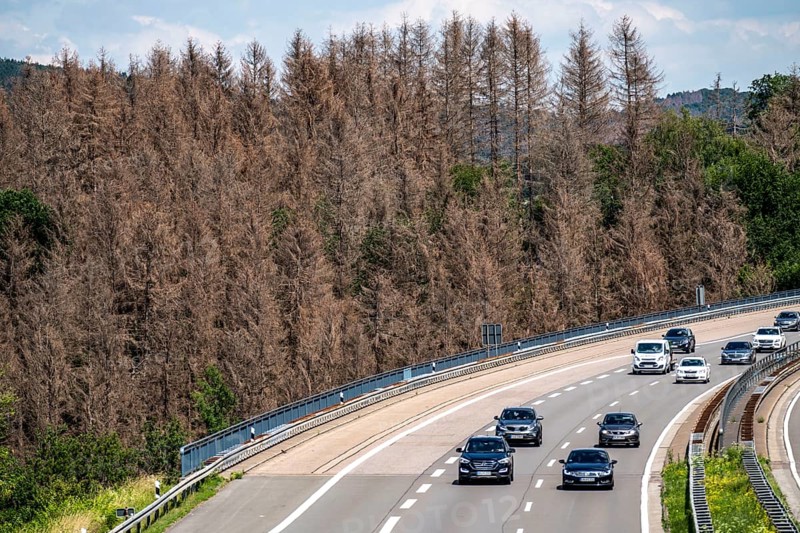 Forest dieback in the Bergisches Land, on the A4 motorway, near Engelskirchen, over 70 percent of the spruce trees are diseased, damaged, mostly by the bark beetle, which was able to spread due to drought and heat, climate change, attempts are being made to adapt the forest to climate change by converting other tree species, North Rhine-Westphalia, Germany, Europe
