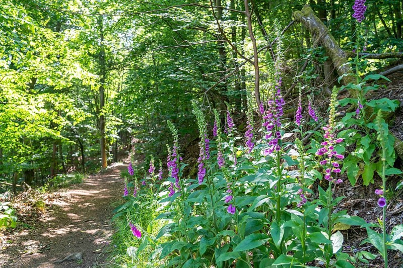 Common foxglove plant, on the Knorreichenstieg, part of the Urwaldsteig Edersee hiking trail, in the Kellerwald-Edersee National Park, in Hesse, Germany, Europe