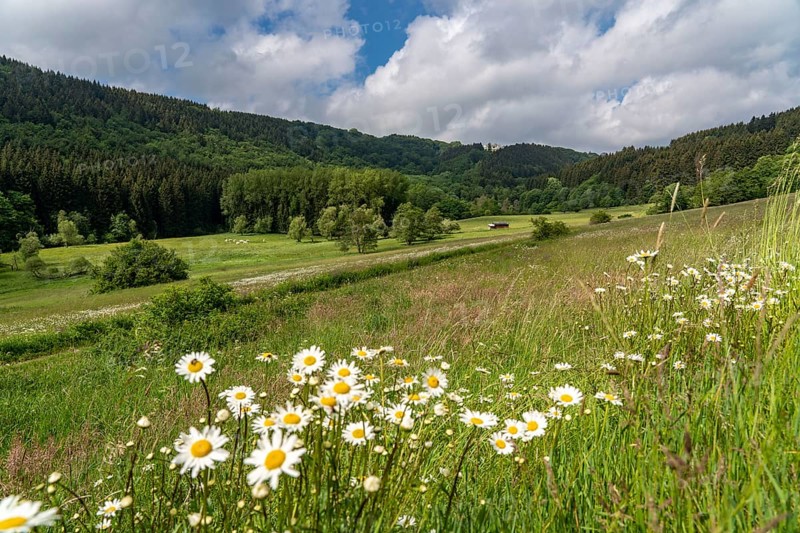 In the nature reserve Unteres Helletal, near Elkeringhausen, district of Winterberg, Hochsauerlandkreis, landscape in Sauerland, North Rhine-Westphalia, Germany, Europe