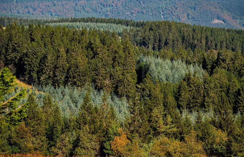 View from Kahlen Asten mountain, to the north, forest landscape in Hochsauerlandkreis, Hochheide, North Rhine-Westphalia, Germany, Europe