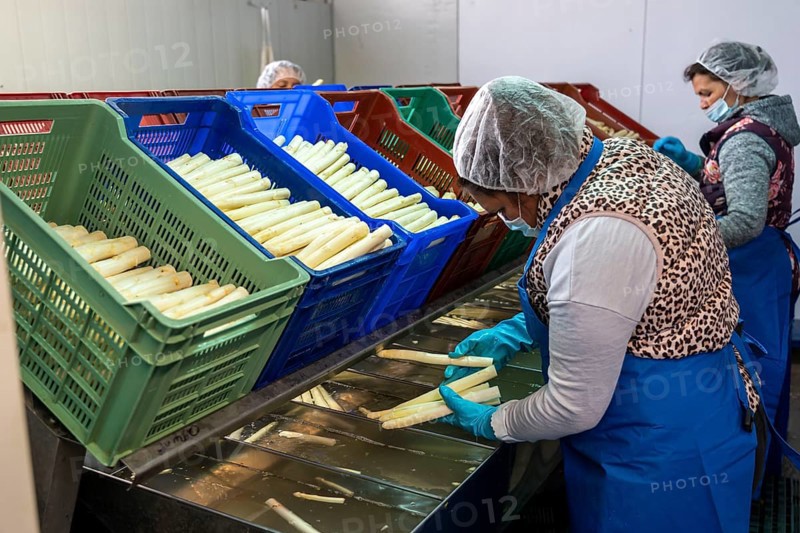 Asparagus farm, white asparagus is washed, cut and sorted by quality after harvesting, near Dormagen, Rhineland, North Rhine-Westphalia, Germany, Europe