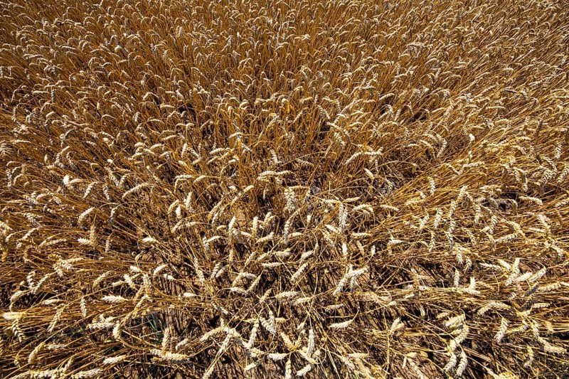 Wheat field, dried up and only low grown, due to the summer drought, drought, in East Westphalia Lippe, North Rhine-Westphalia, summer 2018